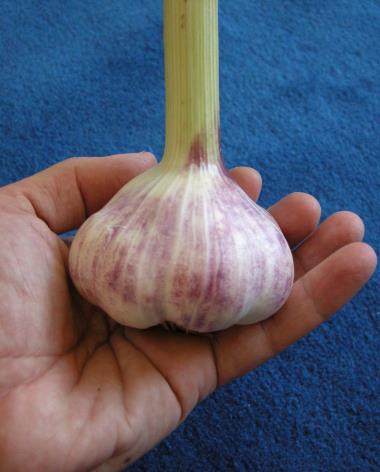 Nærbillede